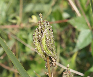 [A group of what appears to be a half-dozen peas hang from a central top point of a stem. There is grey stuff stuck in the hairs of the peas, so there is not much green visible. The peas are almost completely covered with hair.]